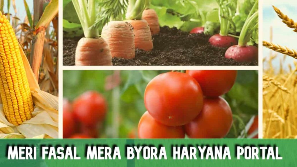 Meri Fasal Mera Byora Haryana Portal