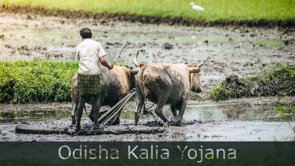 Odisha Kalia Yojana List